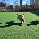 Marcy Green Dog Park