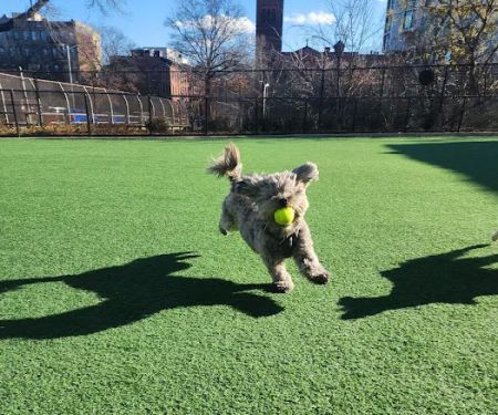 Marcy Green Dog Park
