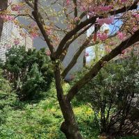 Northside Community Garden ico