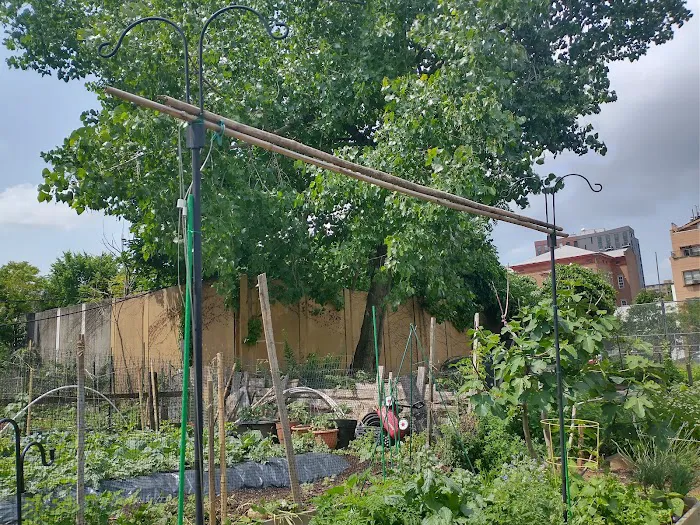 Myrtle Village Green Picture 1