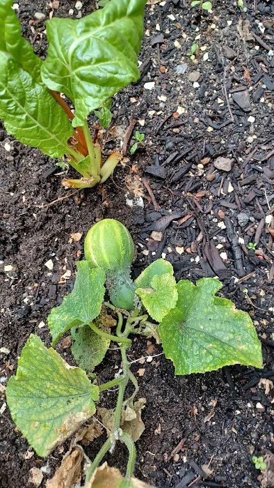 Stars of Hope Community Garden Picture 7