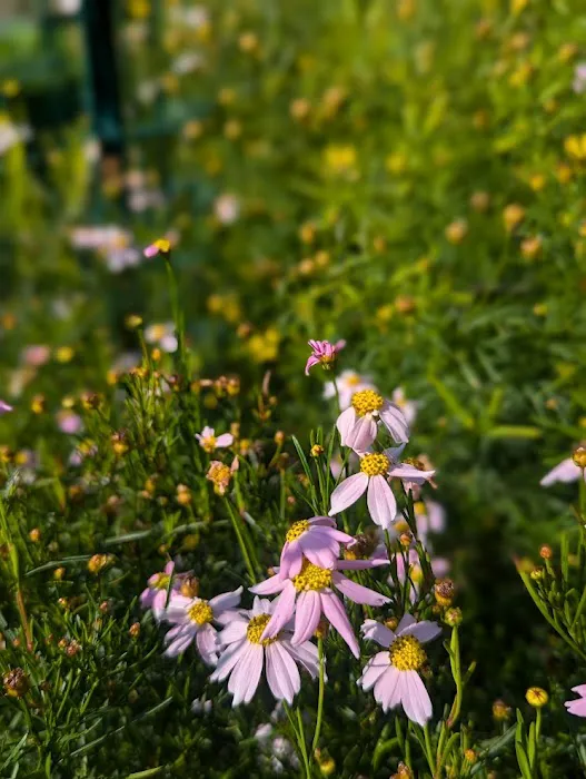 Purchase College Native Plant Garden Picture 2