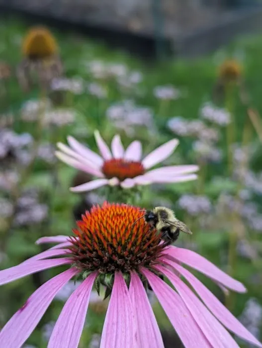 Purchase College Native Plant Garden Picture 5