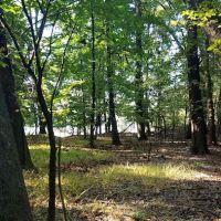 Emerson Woods ico