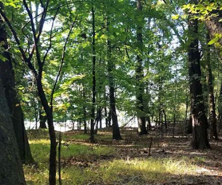 Emerson Woods