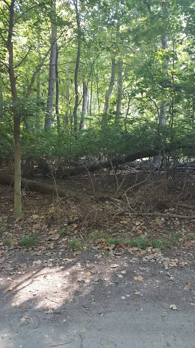 Emerson Woods Picture 3
