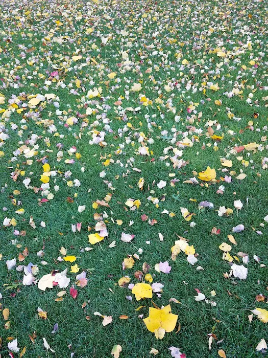 Highland Field Picture 5