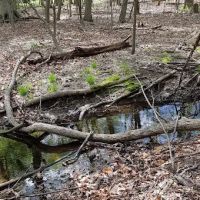 George Street Park ico