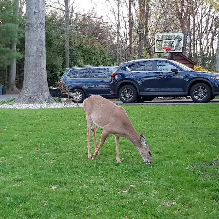 George Street Park Picture 6