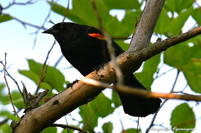 Ridgefield Park Nature Preserve Picture 2