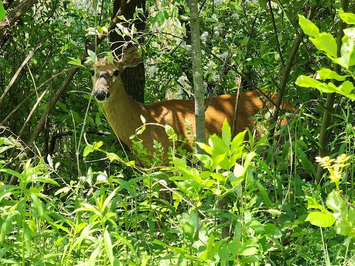 Ridgefield Park Nature Preserve Picture 10