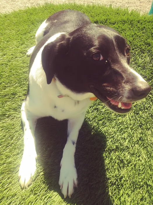 Fort Lee Dog Park Picture 9