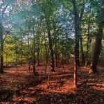 Highwood Hills Park