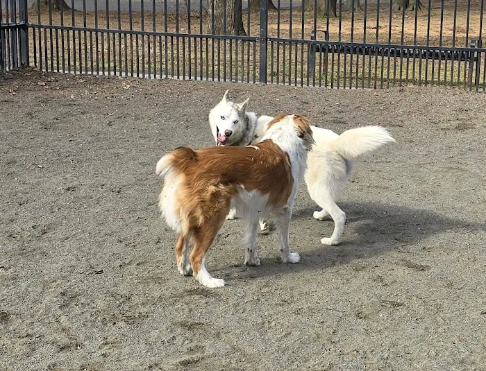 Van Saun Dog Park Picture 5