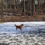 Van Saun Dog Park