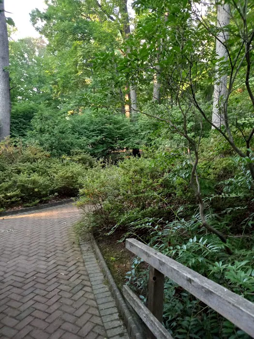 Walden Duck Pond Picture 7