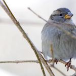 River Edge Bird Sanctuary and Nature Trail