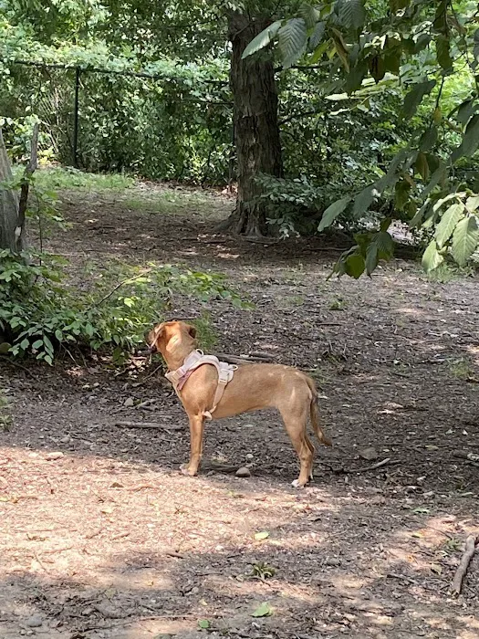 Dog Park Picture 2