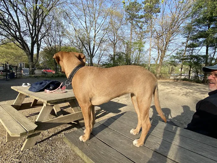 Dog Park Picture 9