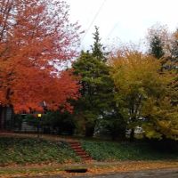 Devries Park ico