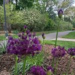 Oakes Park