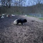 Pleasantville Dog Park