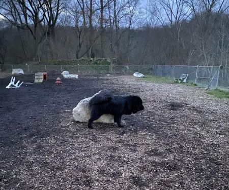 Pleasantville Dog Park