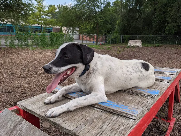 Pleasantville Dog Park Picture 2