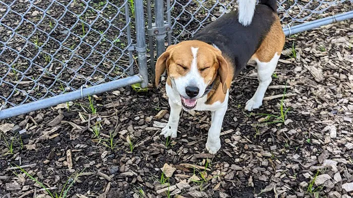Pleasantville Dog Park Picture 7