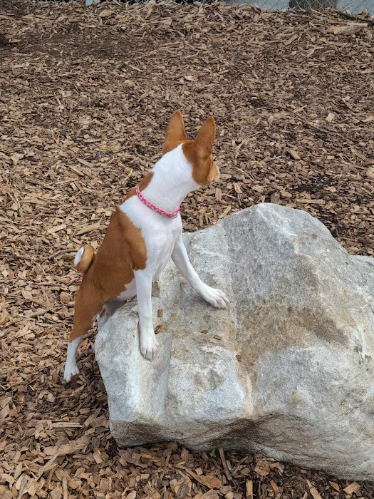 Pleasantville Dog Park Picture 6