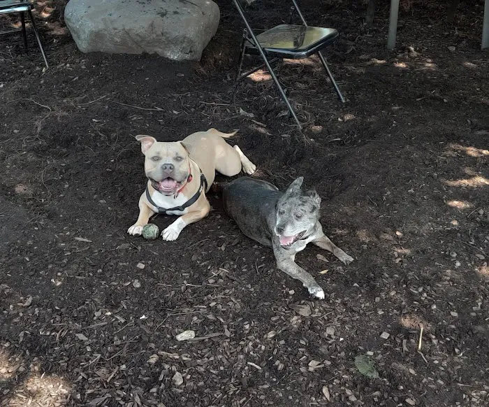 Pleasantville Dog Park Picture 8