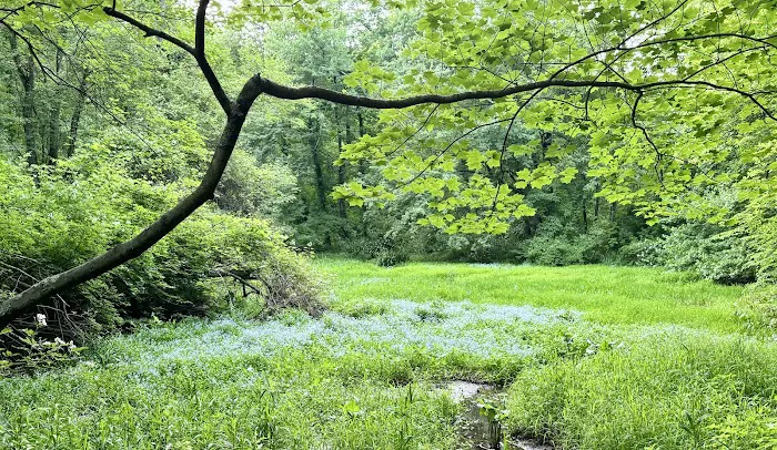 Wild Flower Sanctuary Picture 1