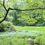 Wild Flower Sanctuary
