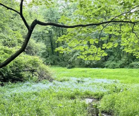 Wild Flower Sanctuary