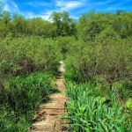 Fairchild Wildflower Sanctuary