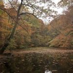 Betsy Sluder Nature Preserve