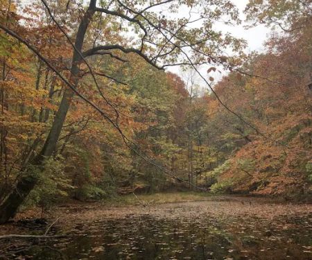 Betsy Sluder Nature Preserve