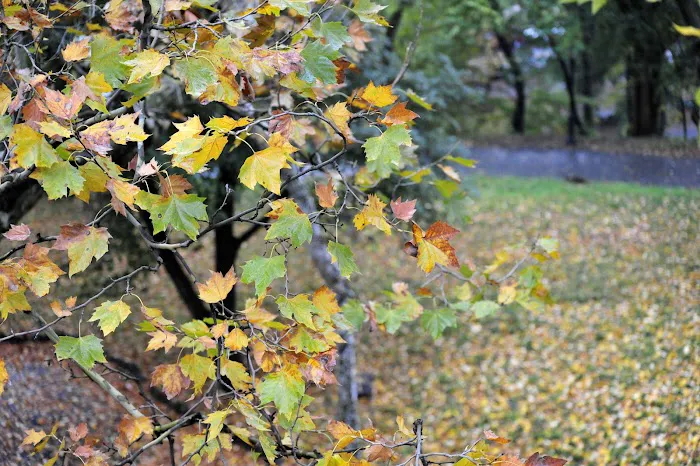 Friends of Morningside Park Picture 3