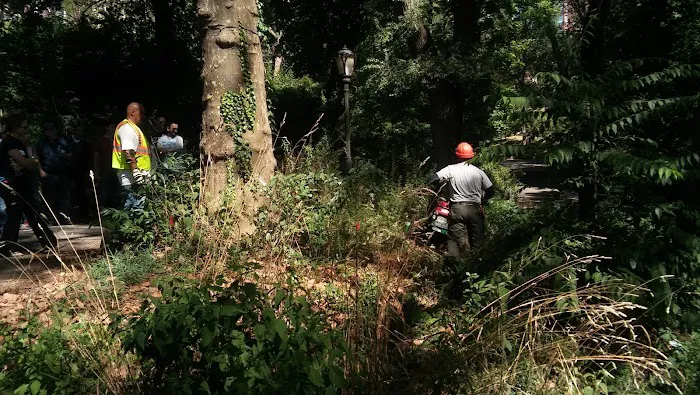 Friends of Morningside Park Picture 8