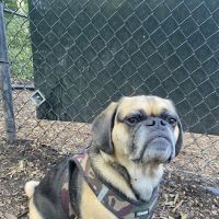 Morningside Park Dog Run ico