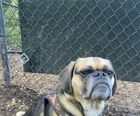 Morningside Park Dog Run