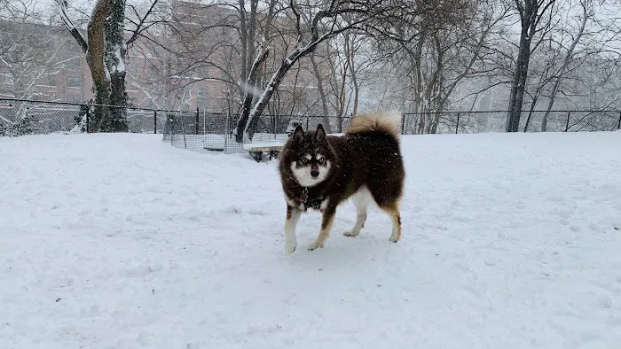 Morningside Park Dog Run Picture 5