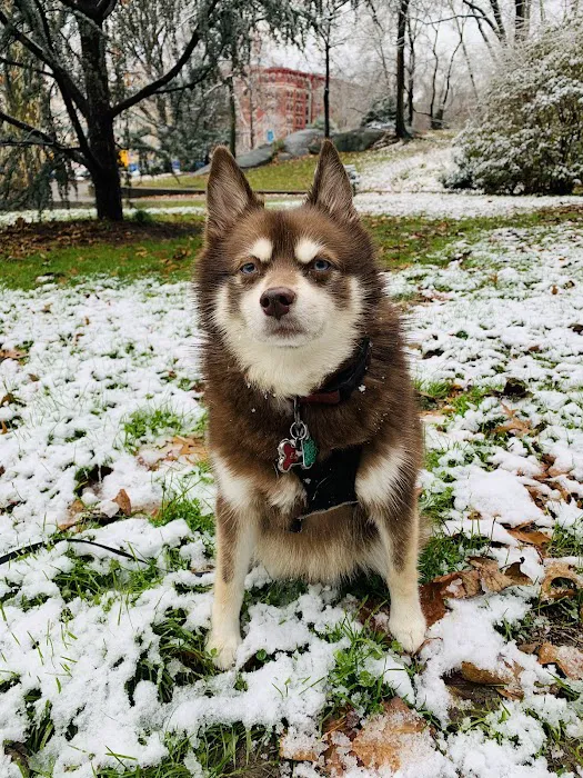 Morningside Park Dog Run Picture 10