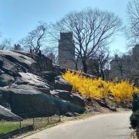 Lounging Rock ico