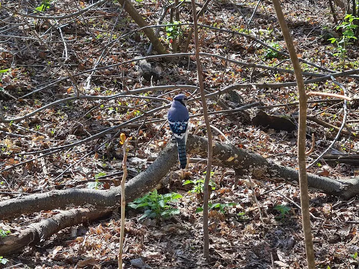 Hallett Nature Sanctuary Picture 3