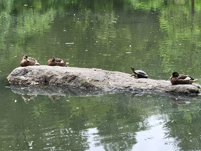 The Pond at Central Park Picture 7