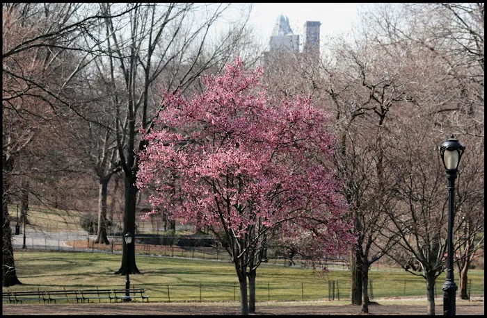 The Pond at Central Park Picture 5