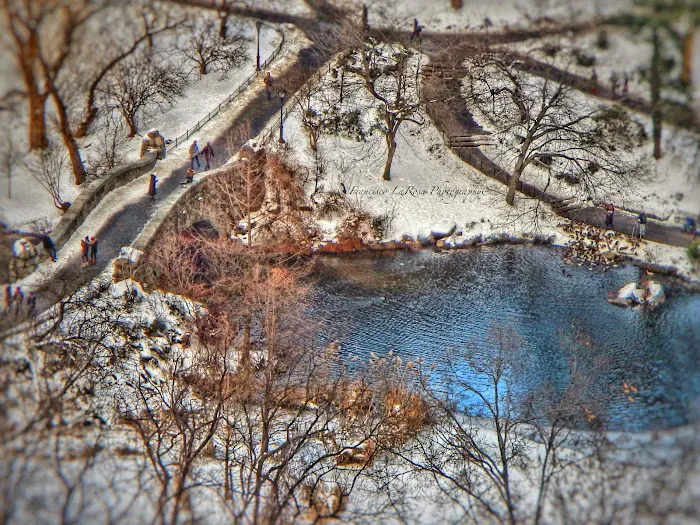 The Pond at Central Park Picture 10