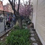 The Center School Garden Roy Dorman Community Space