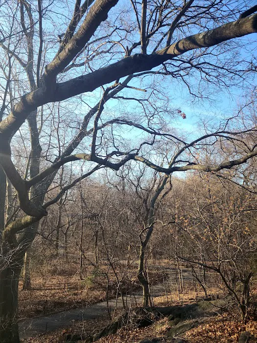 Central Park West of Reservoir Picture 7